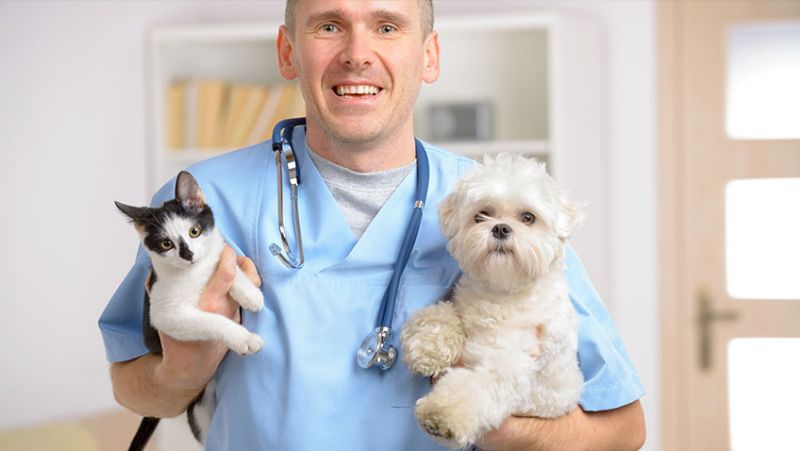 Top Veterinary Care Tips Provided by Professionals