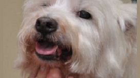 Waggin' Tails Waggin' Tails